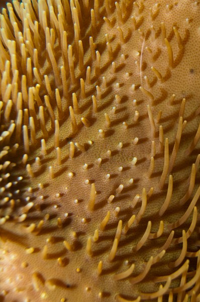 Toadstool Leather Coral in Aquarium